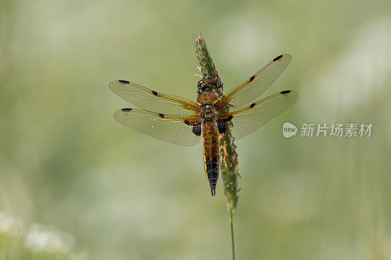 四只斑追逐蜻蜓(Libellula quadrimaculata)张开翅膀在植物上休息